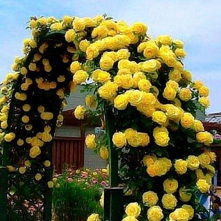 Петлистая роза Лимонная, фото 2