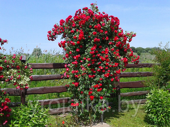 Петлистая роза  Симпатия, фото 2