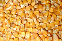 Кукуруза фуражная в мешках, 30 кг