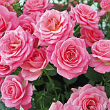 Роза чайно-гибридная "Квин Элизабет", С3, фото 2