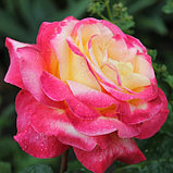 Роза чайно-гибридная "Восточный экспресс", С3, фото 2