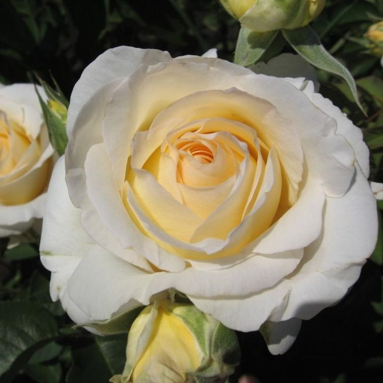 Роза чайно-гибридная "Шопен", С3 - фото 2 - id-p143773219