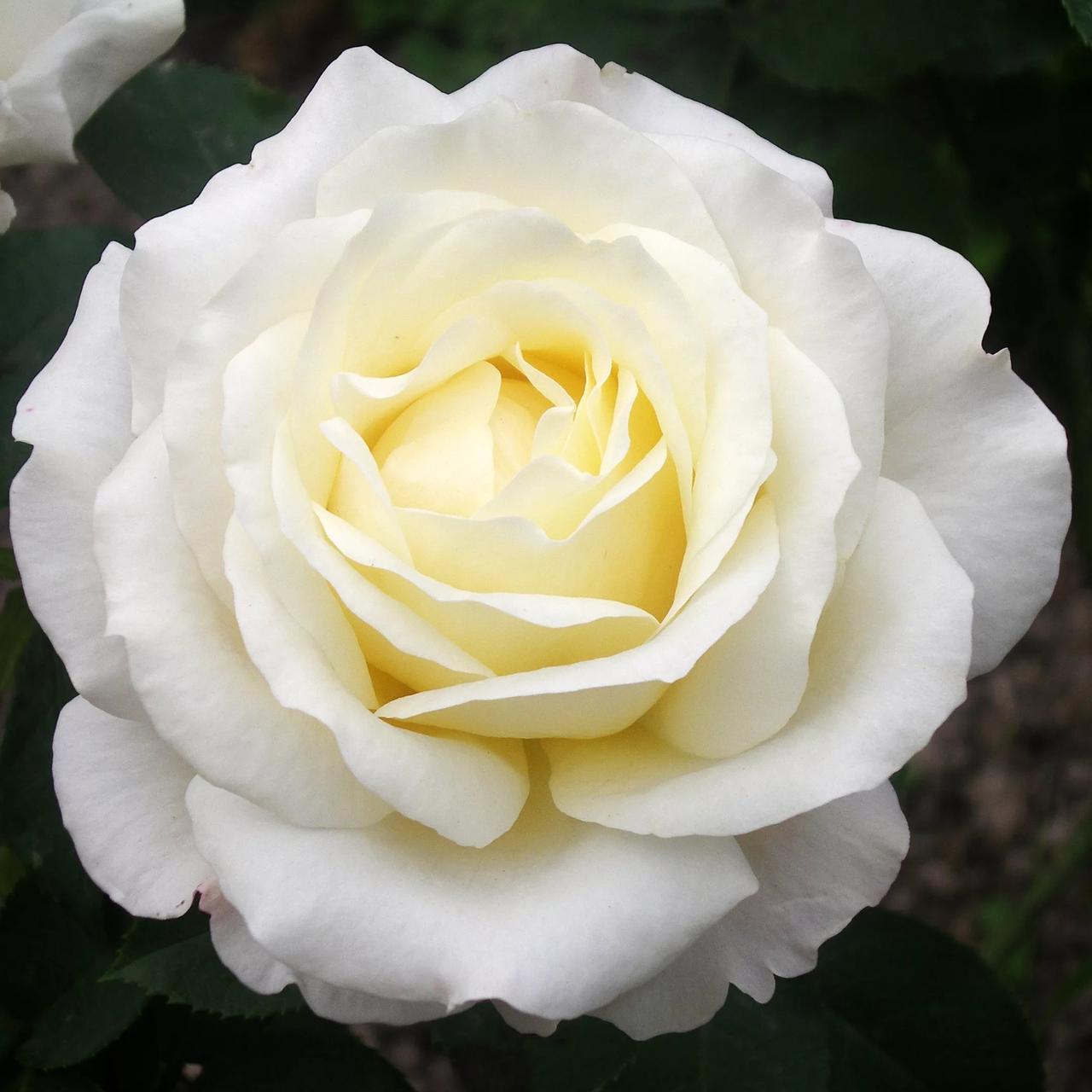 Роза чайно-гибридная "Шопен", С3 - фото 1 - id-p143773219