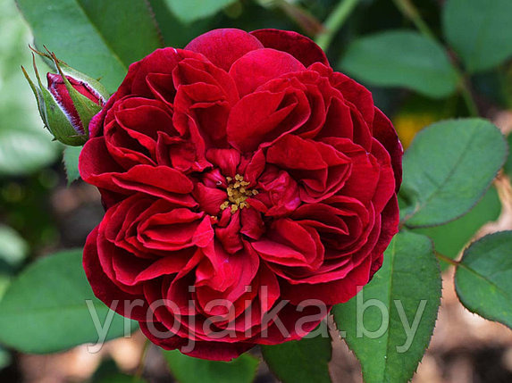 Английская роза Darcey Bussell, фото 2