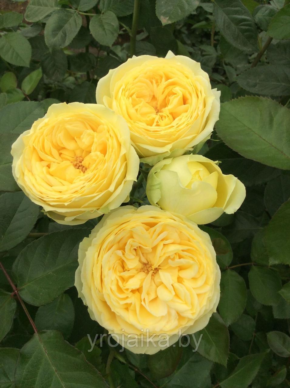 Роза Lemon Pompon