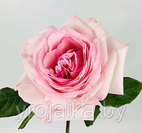 Английская роза Pink O'Hara