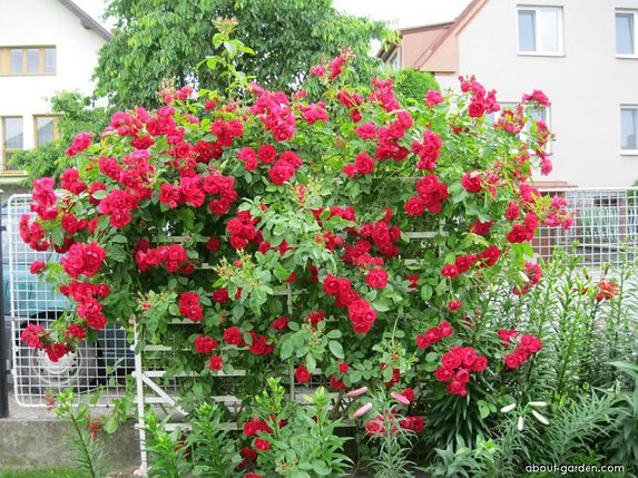 Петлистая роза Симпатия, фото 2
