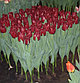 Алые тюльпаны, фото 5