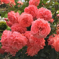 Роза флорибунда "Кимоно", С3