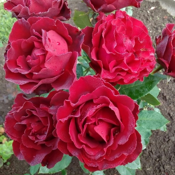 Роза флорибунда "Оммаж а Барбара", С3 - фото 2 - id-p143877434