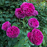 Роза английская "Фальстаф", С3, фото 2