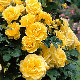 Роза плетистая “Голден Шауэрс”, С3, фото 2