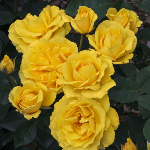 Роза плетистая “Голден Шауэрс”, С3
