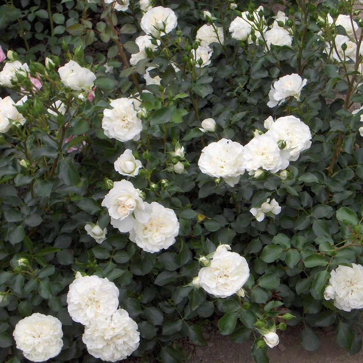 Роза почвопокровная "Свани", каперс - фото 2 - id-p143945484