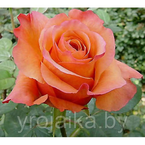 Кусты роз Гоша №119 - фото 1 - id-p11622695