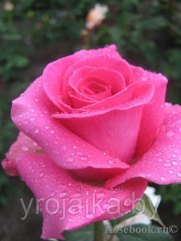 Кусты роз Равель
