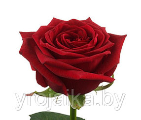 Кусты роз Ред наоми №35
