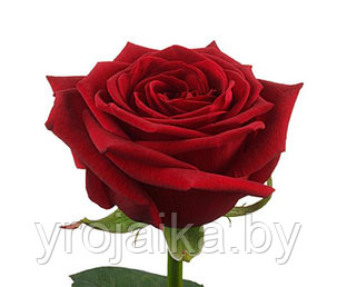 Кусты роз Ред наоми №35, фото 2