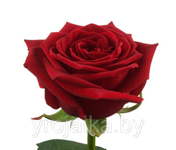 Кусты роз Ред наоми №35 - фото 1 - id-p11622704