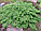 Можжевельник обыкновенный Green Carpet саженцы, фото 2