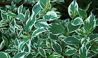 Дерен белый Sibirica Variegata саженцы