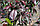Яблоня пурпурная Pendula саженцы, фото 3