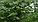 Липа японская - Tilia japonica саженцы, фото 2