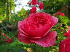 Роза канадская парковая шраб Моден Руби саженцы