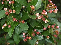 Кизильник блестящий - Cotoneaster lucidus саженцы