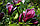 Магнолия лилиоцветная Nigra саженцы, фото 2