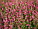Вереск обыкновенный Red Marlies, саженцы, фото 2