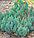 Можжевельник горизонтальный Blue Forest саженцы, фото 2
