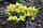 Можжевельник горизонтальный Lime Glow саженцы, фото 3