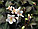 Вейгела цветущая EBONY & IVORY Velda саженцы, фото 2