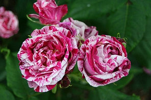 Роза Ferdinand Pichard саженцы