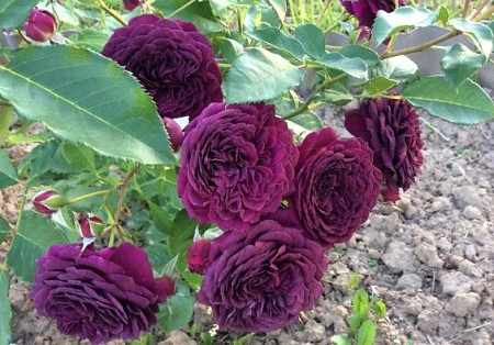 Роза Purple Eden саженцы - фото 1 - id-p144287908