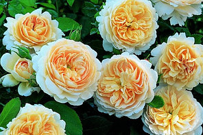Роза CROCUS ROSE-syn EMANUEL саженцы