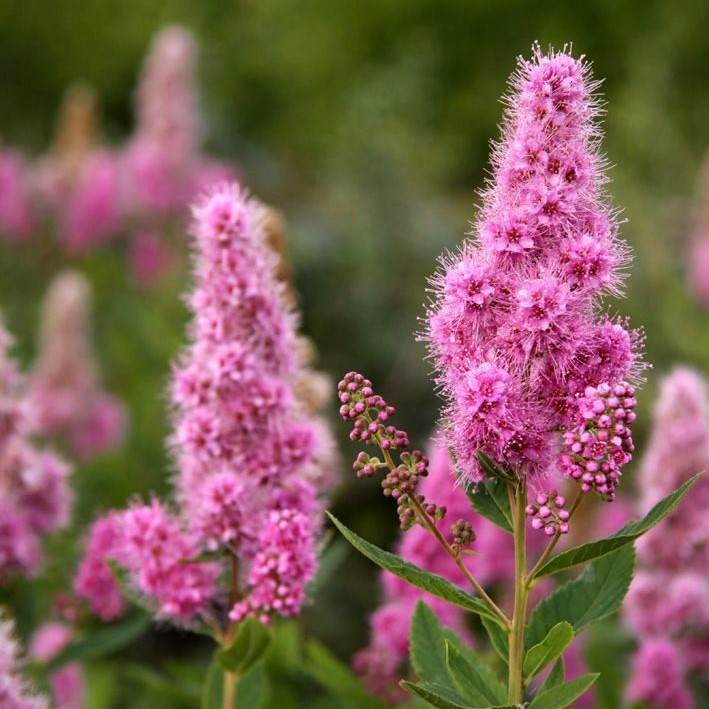 Спирея Билларда (Spiraea billardii), Р9
