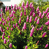 Спирея Билларда (Spiraea billardii), Р9, фото 2