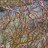 Ива Матсудана "Эритрофлексуоза" (Erythroflexuosa) , С3, фото 2