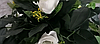 Дерево искусственное декоративное Роза белая 130см, фото 5
