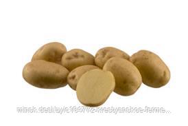Семенной картофель Ривьера 2РС - фото 1 - id-p144589015