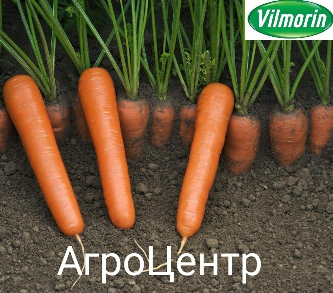 Лучшие сорта моркови для урала для хранения. Морковь f1 маэстро. Лучшие сорта моркови для урала. Морковь голландская. Урожай моркови.