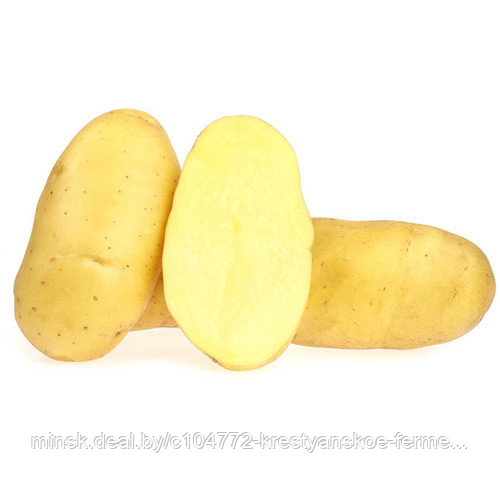 Семенной картофель Уладар. СуперЭлита - фото 1 - id-p144716415