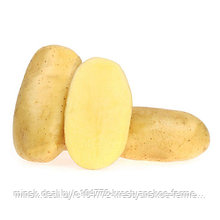 Семенной картофель Скарб. СуперЭлита