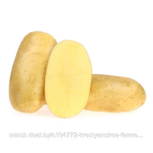 Семенной картофель Скарб. СуперЭлита - фото 1 - id-p144716854