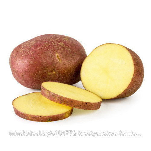 Семенной картофель. Разные сорта - фото 3 - id-p144720704