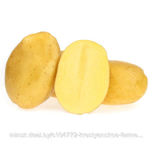 Семенной картофель Примабель. 2 репродукция