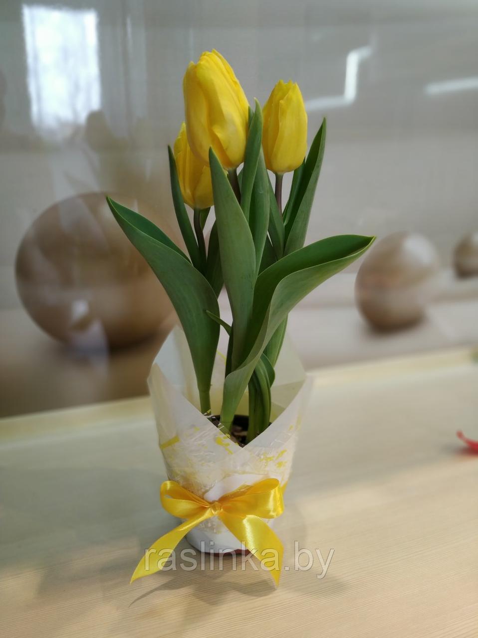 Тюльпаны в горшках - фото 1 - id-p144787247