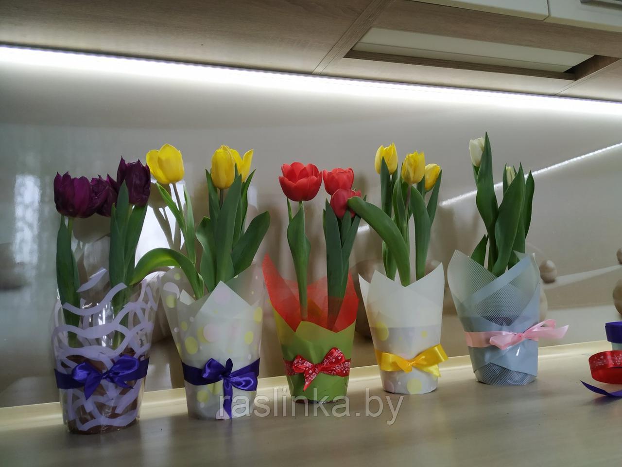 Тюльпаны в горшках - фото 3 - id-p144787247